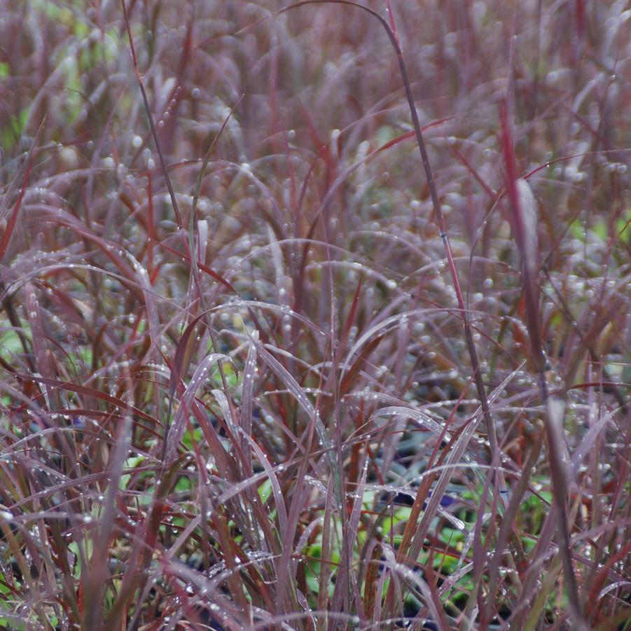 Image courtesy of Brent Horvath Â©2018 Intrinsic Plants