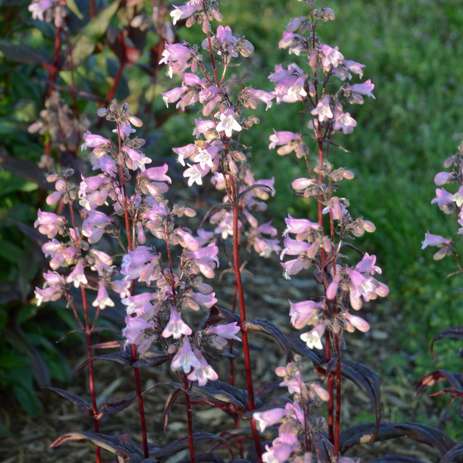 Image courtesy of Â©2018 Walters Gardens, Inc.