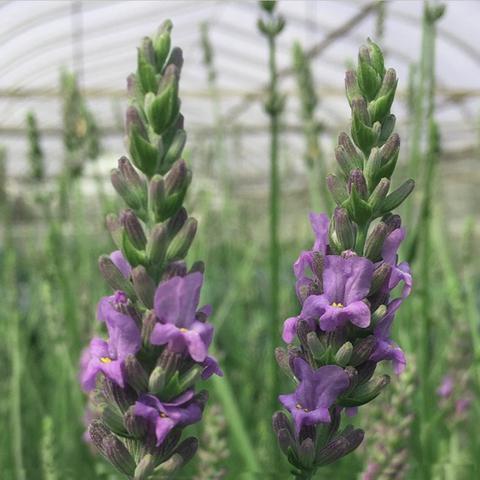 Image courtesy of Â©2020 Peace Tree Farm