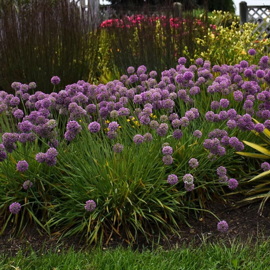 Image courtesy of ©2025 Walters Gardens