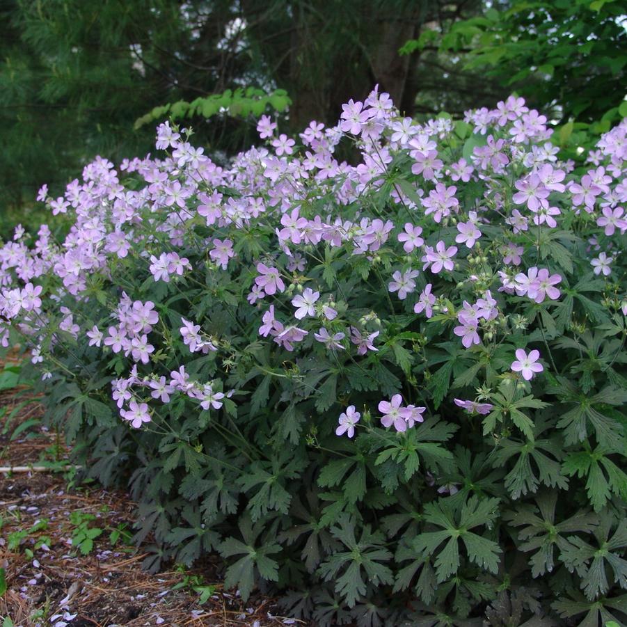 Creek Nurseries