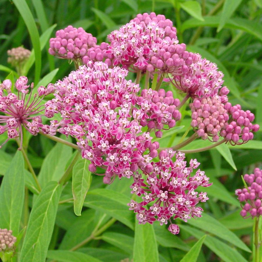 Asclepias incarnata swamp milkweed from North Creek Nurseries