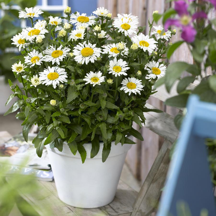 Image courtesy of Â© Ball Seed