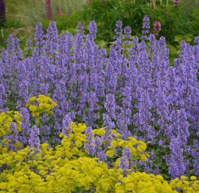 Image courtesy of Â© Plants Nouveau