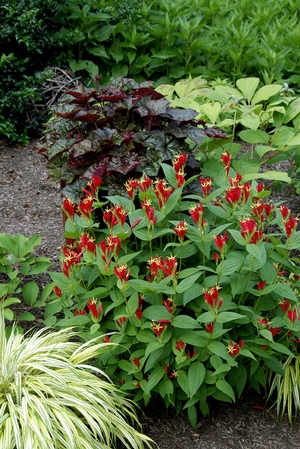 Spigelia Marilandica Indian Pink From North Creek Nurseries Plant Calculator