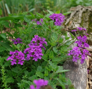 Verbena Purple Homestead for Sale