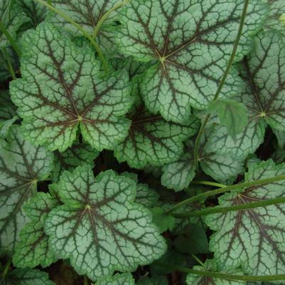 Heuchera americana Dale's Strain