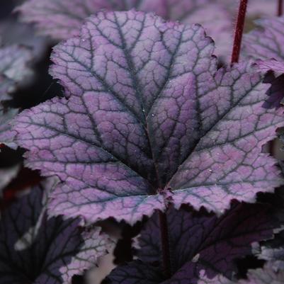 Heuchera 'Frosted Violet' alumroot, coral bells from North Creek Nurseries