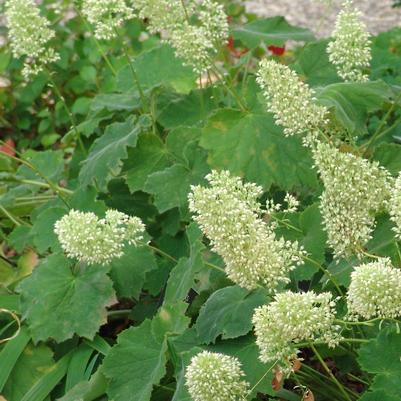 Heuchera macrorhiza 'Autumn Bride' alumroot, coral bells from North Creek Nurseries