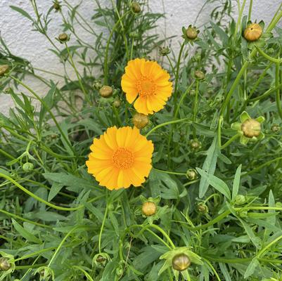 Coreopsis lanceolata 
