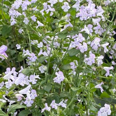Calamintha nepeta Triumphator