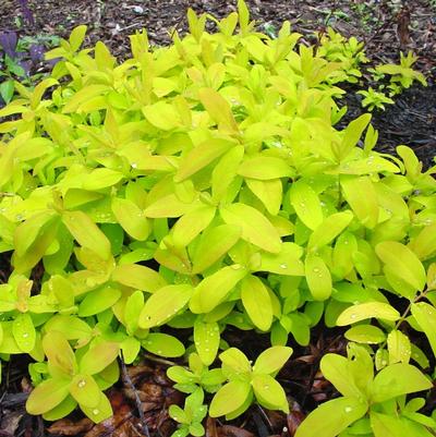 Hypericum calycinum 'Brigadoon'