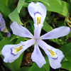 Iris cristata 'Powder Blue Giant' dwarf crested iris from North Creek Nurseries