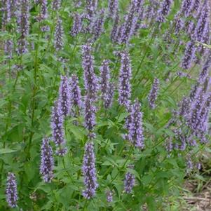 hyssop