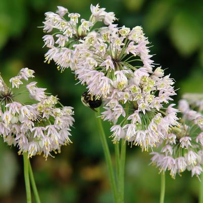 Allium cernuum