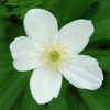 Anemone canadensis '' Canadian anemone from North Creek Nurseries