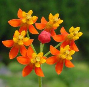 Asclepias curassavica '' bloodflower, scarlet milkweed from North Creek Nurseries