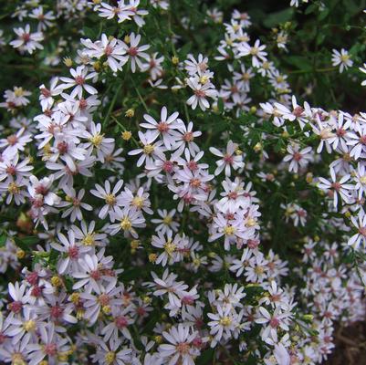 Aster cordifolius '' blue wood aster from North Creek Nurseries