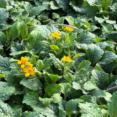 Chrysogonum australe Eco Lacquered Spider
