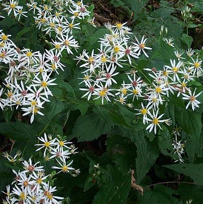 white wood aster