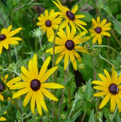 Rudbeckia hirta 
