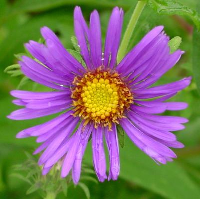 Aster novi-belgii 