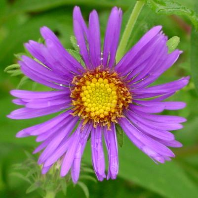 Aster novi-belgii