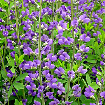 Baptisia australis '' blue false indigo from North Creek Nurseries