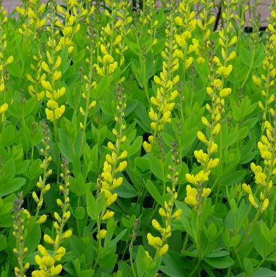 Baptisia sphaerocarpa '' yellow wild indigo from North Creek Nurseries