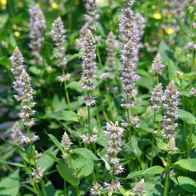 Agastache 'Blue Fortune'