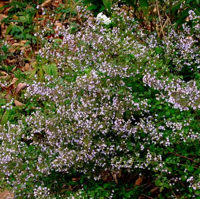 Calamintha nepeta ssp. nepeta '' lesser calamint from North Creek Nurseries