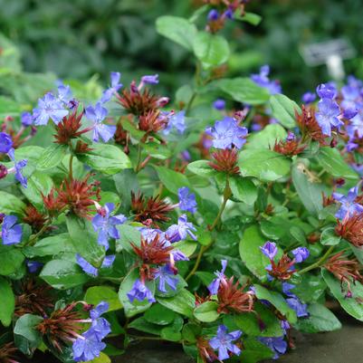 Ceratostigma plumbaginoides 