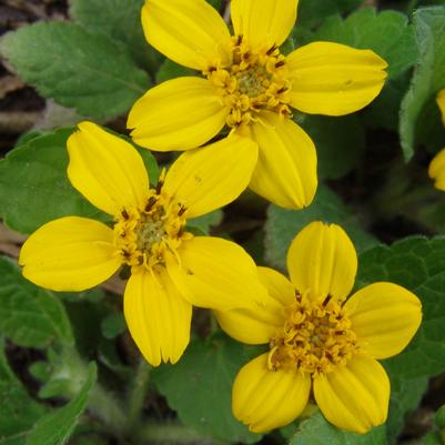 Chrysogonum virginianum var. australe