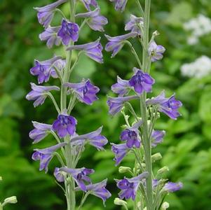 Delphinium exaltatum '' tall larkspur from North Creek Nurseries