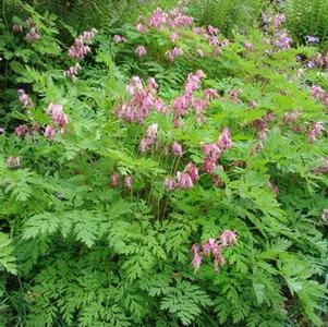 Dicentra eximia '' wild bleeding heart from North Creek Nurseries