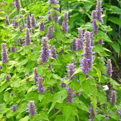 Agastache 'Golden Jubilee' hyssop from North Creek Nurseries