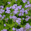 Eupatorium coelestinum '' hardy ageratum, blue mistflower from North Creek Nurseries