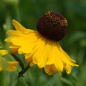 purple-headed sneezeweed