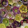 Helleborus Brandywine™ '' Lenten rose from North Creek Nurseries