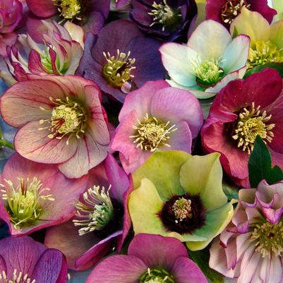 Helleborus Brandywine™ 