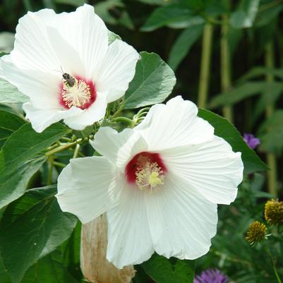 Hibiscus moscheutos '' swamp rosemallow from North Creek Nurseries