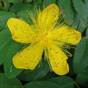 Hypericum calycinum 