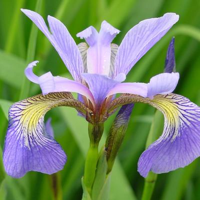 Iris versicolor 