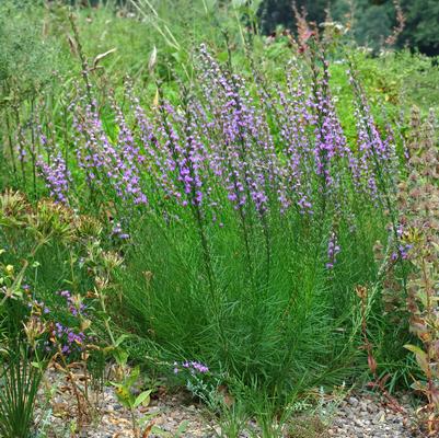 Liatris microcephala '' smallhead blazing star from North Creek Nurseries