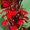 Lobelia cardinalis '' cardinal flower from North Creek Nurseries