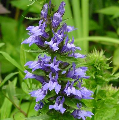 Lobelia siphilitica '' great blue lobelia from North Creek Nurseries