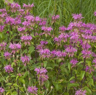Monarda fistulosa Claire Grace