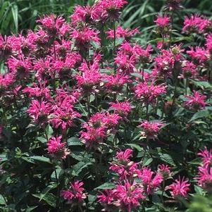 Bee balm