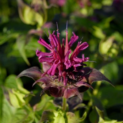 Monarda 'Raspberry Wine'