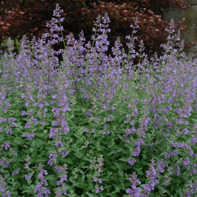 Nepeta × faassenii 'Walker's Low' catmint from North Creek Nurseries